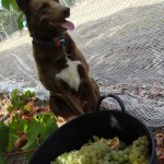 sox the guard-dog