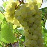 beautiful chardonnay