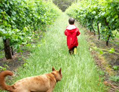 Moombaki Vineyard