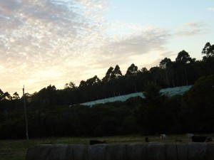 morning of Chardonnay pick