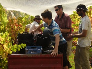 picking the reds