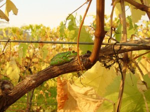 frogs safe here