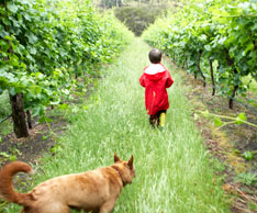 vineyard-dog-child