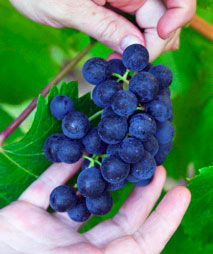 vineyard-grapes