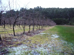 hail in the vineyard