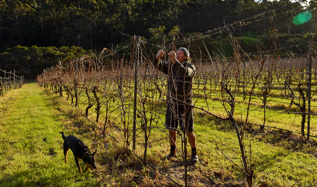 About – Vineyard pruning