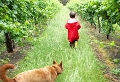 vineyard-dog-child