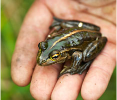 wetlands-frogs
